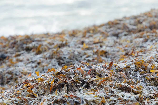 Deniz yosunu veya bladderwrack bir soğuk kış gün sahilde — Stok fotoğraf