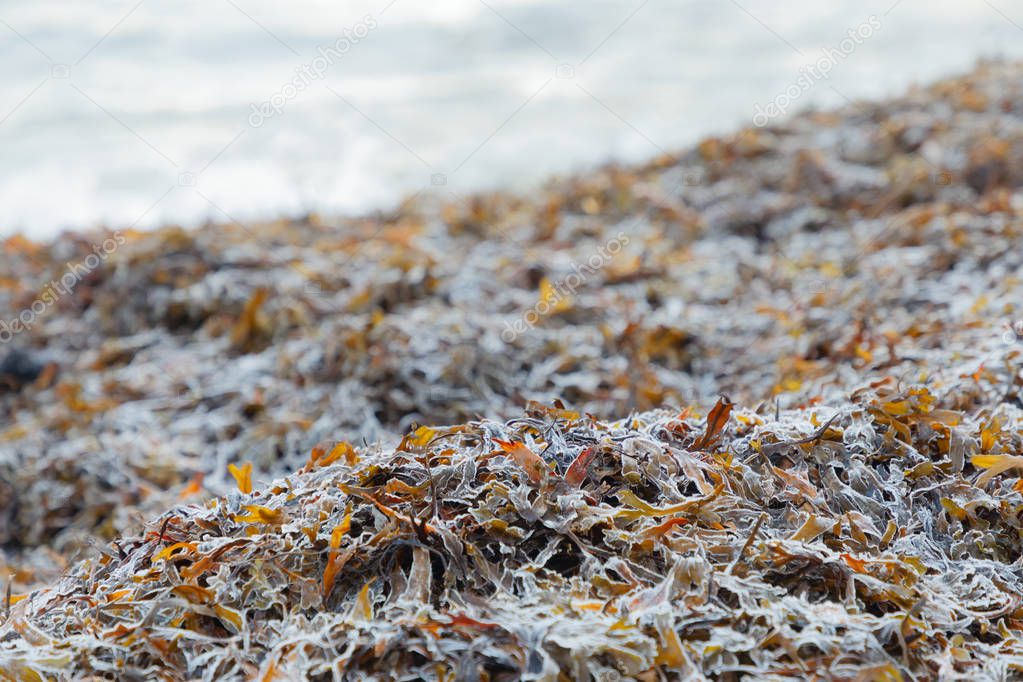 Seaweed or bladderwrack on the beach a cold winter day