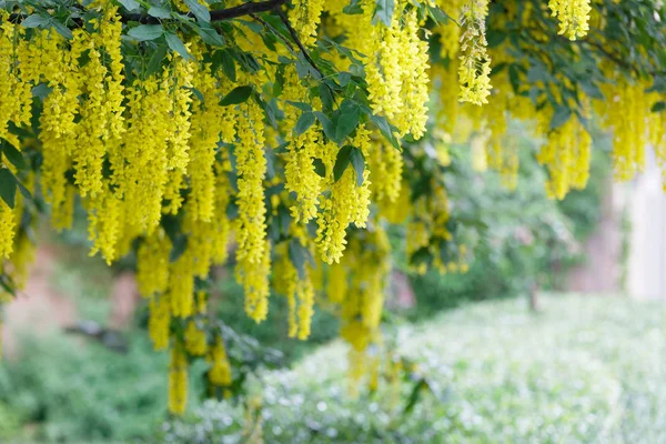 Branch of a yellow bean tree or golden chain tree, short depth o