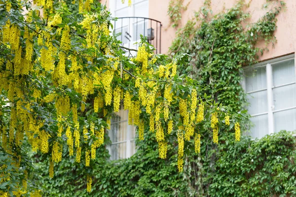 Yellow bean tree or golden chain tree in front of a house