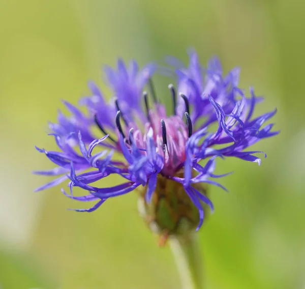 Closeup of Blue Boy or Blue Diadem flower (latin name: Cyanus mo