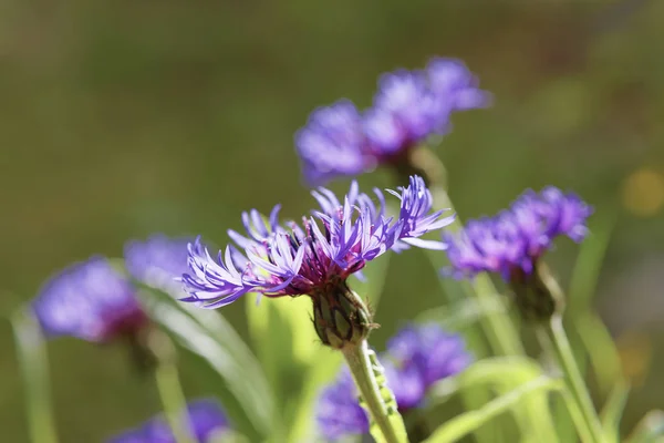 Closeup of Blue Boy or Blue Diadem flower (latin name: Cyanus mo — Stock Photo, Image