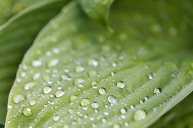 Yaprak yağmur yeşil closeup bir muz zambağı olarak da bilinen Hosta, kısa odak derinliği düşer.