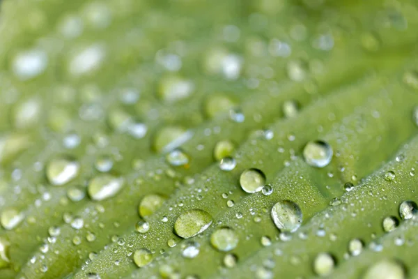 Closeup of a green leaf with rain drops on a Plantain lilies als — Stock Photo, Image