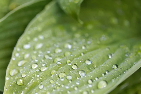 Closeup Green Leaf Rain Drops Plantain Lilies Also Known Hosta — Stock Photo, Image