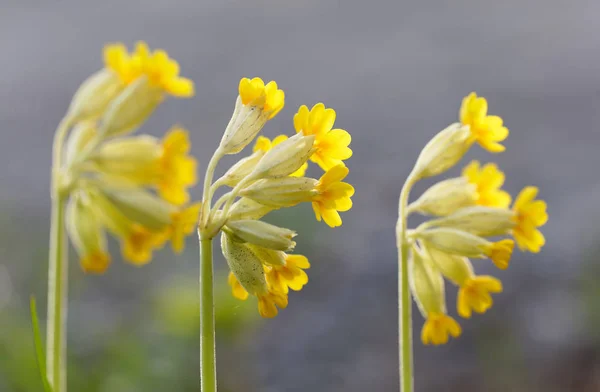 Closeup Yellow Cowslip Flower Latin Name Primula Veris — Stock Photo, Image