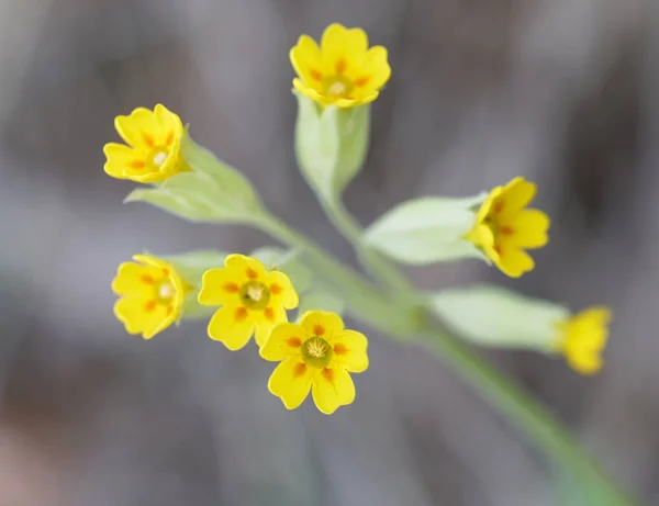 Closeup Žlutý Petrklíč Květ Latinský Název Primula Veris — Stock fotografie