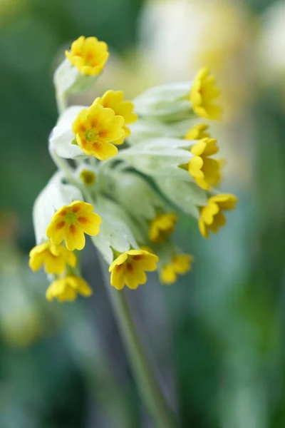 Closeup Žlutý Petrklíč Květ Latinský Název Primula Veris Zelené Pozadí — Stock fotografie