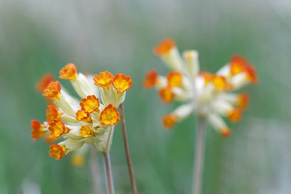 Closeup Yellow Orange Cowslip Flower Latin Name Primula Veris Defocused — Stock Photo, Image