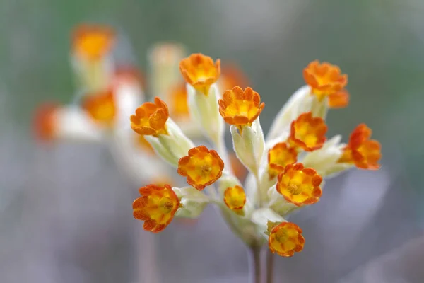 Closeup of yellow and orange cowslip flower (latin name: Primula — Stock Photo, Image