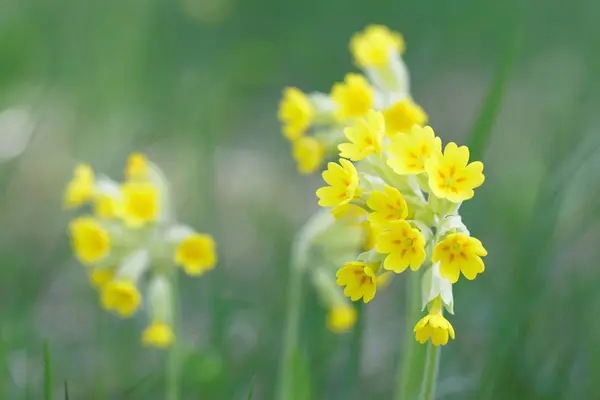 Closeup Žlutý Petrklíč Květ Latinský Název Primula Veris Zelené Pozadí — Stock fotografie