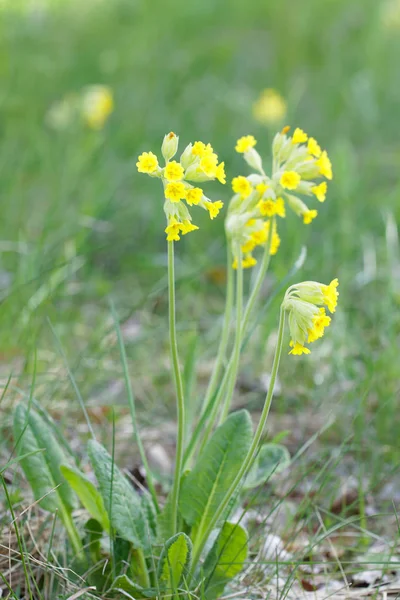 Žlutý Petrklíč květ (Latinský název: Primula veris) — Stock fotografie