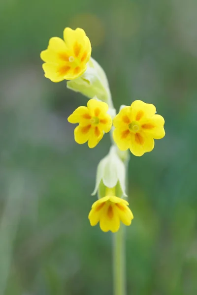 Closeup Žlutý Petrklíč Květ Latinský Název Primula Veris Krátké Hloubka — Stock fotografie