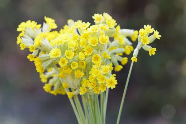 Ramo de flor de deslizamiento de vaca amarillo (nombre en latín: Primula veris ) —  Fotos de Stock