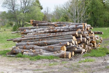 Ahşap bir çayır üzerinde ağaçlar arka planda yığını