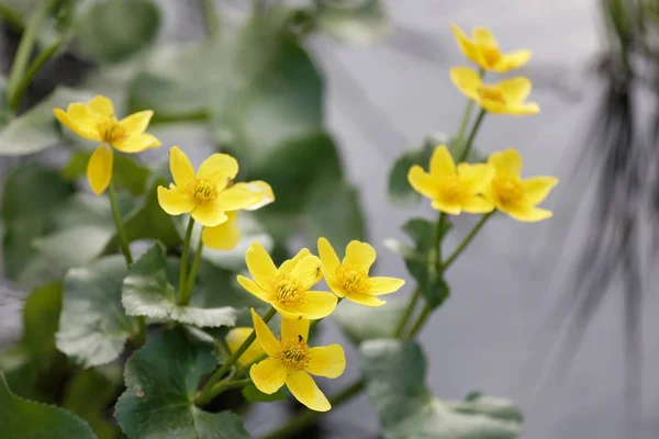 Closeup žlutý květ močálu marigold nebo Kingcup (Latinský název: — Stock fotografie