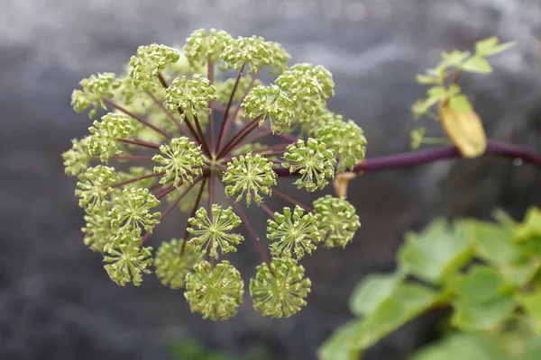 Closeup Angelica Flower Latin Name Angelica Archangelica — Stock Photo, Image