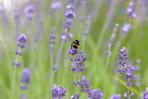 Mavi Lavanta Çiçeği Latince Adı Lavandula Bumblebee Odak Arka Plan — Stok fotoğraf