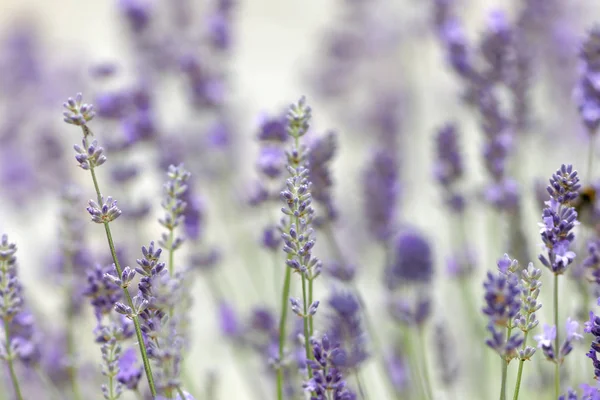 Primo piano del fiore di lavanda blu (nome latino: Lavandula) e vibr — Foto Stock