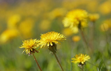 Sarı Dandelion bir çayır çiçek (Latince adı: karahindiba) 