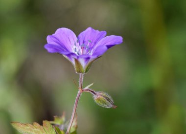 Mavi Cranesbill çiçek (Latince Adı: Sardunya) erken Bahar. Ufuk arka planı yeşil
