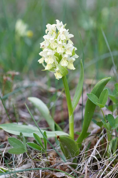 White Sambucina orchid (latin name: Dactylorhiza latifolia) — Stock Photo, Image