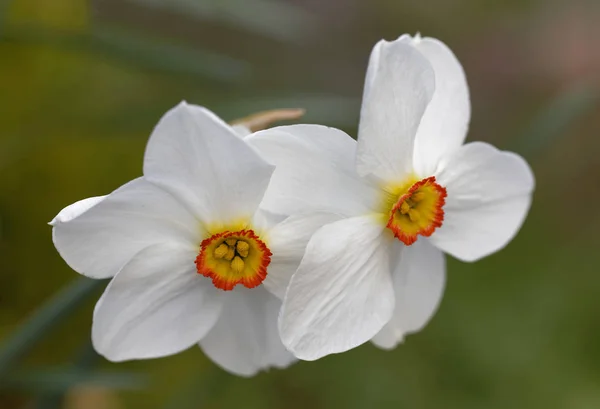Květina Narcis Bílý Básník Latinský Název Narcissus Brzy Jaře Zelená — Stock fotografie