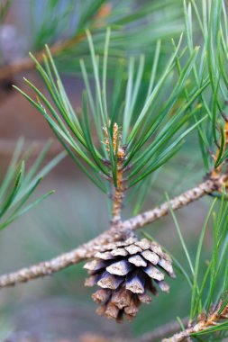 Bir daldan sarkan tek çam konisi (Latince adı: Pinus)