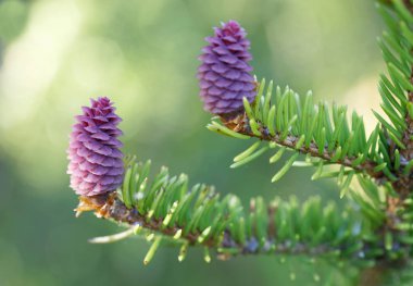 Güzel mor öncesi Sahne Alanı'na çam kozalakları veya çam kozalakları, Latince Adı: Picea abies, erken Bahar