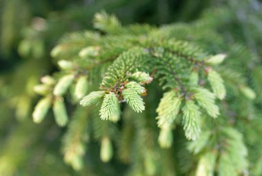 Çam veya Ladin bahar zamanla, Latince Adı Picea abies Şubesi,