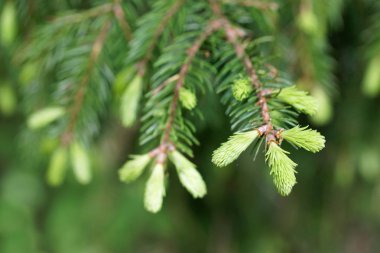 Çam veya Ladin bahar zamanla, Latince Adı Picea abies Şubesi,