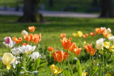 Lale çiçek parkta sabah ışık farklı renklerde, 