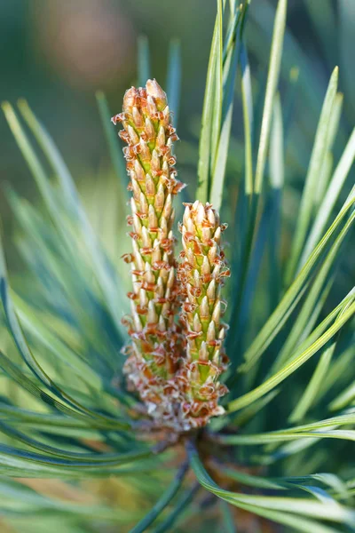 Çam ağacı bud, koni lati bahar aylarında öncesi aşaması