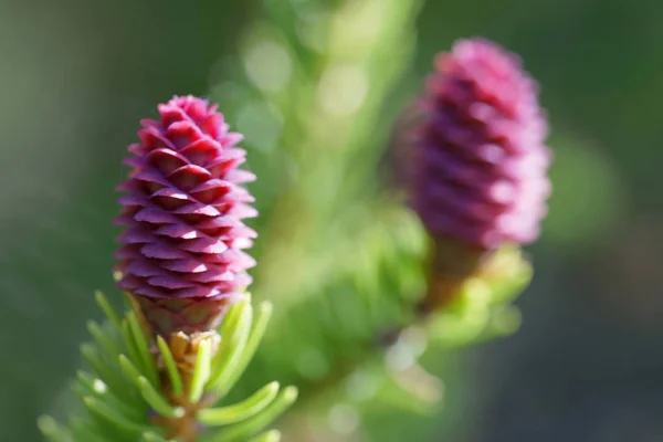 The beautiful purple pre stage to fir cones or spruce cones, lat — Stock Photo, Image