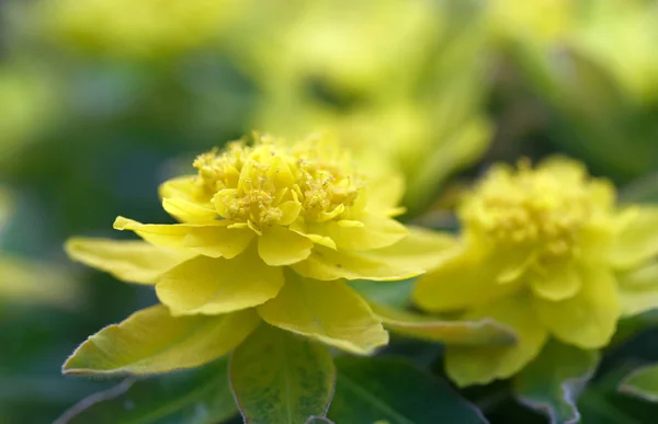 Gele zegge of Devil's-melk bloem (Latijnse naam: euphorbia) in — Stockfoto