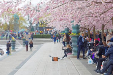 Stockholm, İsveç - 29 Nisan 2017: güzel çiçek kiraz çiçekleri genel parkta Kungstradgarden Merkezi Stockholm zevk insanlar