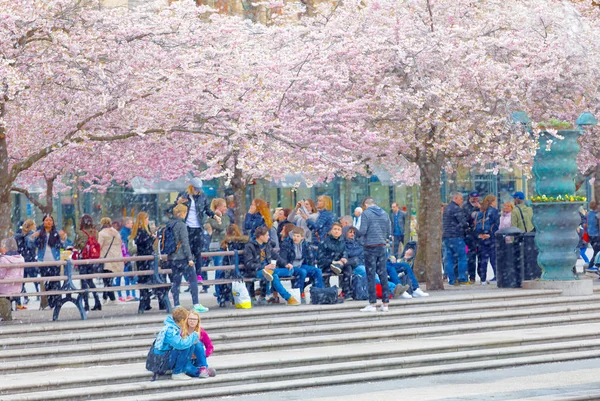 Lidé se těší krásné květiny kvetoucí třešeň — Stock fotografie