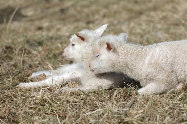 Dwa cute baranka r. w trawie — Zdjęcie stockowe