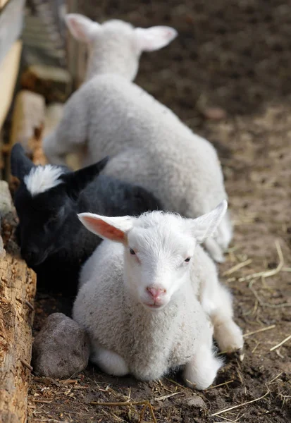 Three cute lamb resting in the pasture — Stock Photo, Image