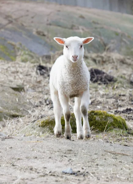 Carino e curioso agnello al pascolo — Foto Stock