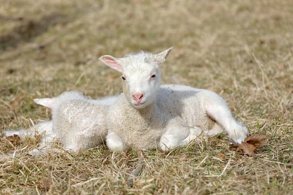 Dwa cute baranka r. w trawie, ciesząc się słońcem — Zdjęcie stockowe