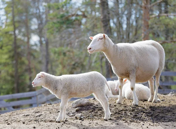 Sheep family in the pasture, trees in the background — Stock Photo, Image