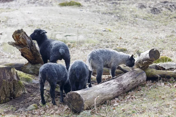 Kudde Van Zwart Lam Eten Gras Wei — Stockfoto