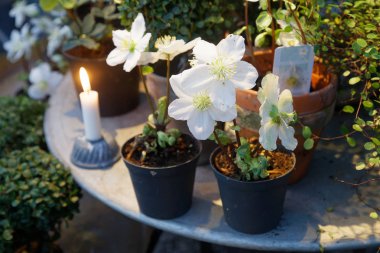 White Christmas flower (latin: Helleborus niger) in pots standin clipart