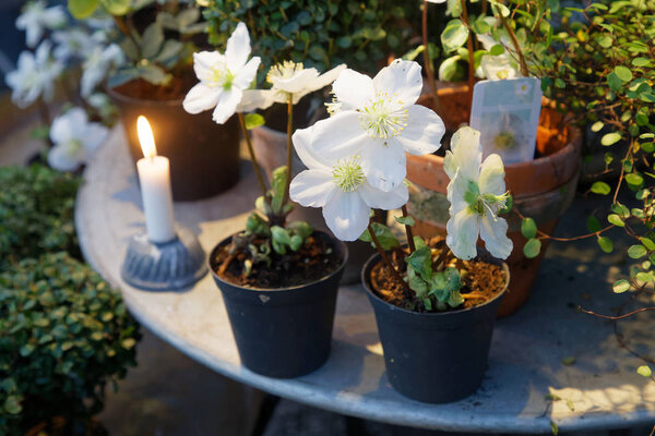White Christmas flower (latin: Helleborus niger) in pots standin