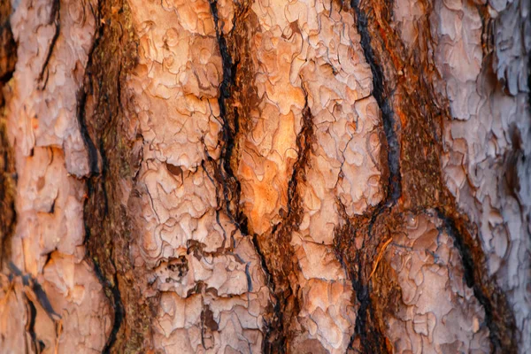 Closeup de latido de pinheiro na luz quente da noite — Fotografia de Stock