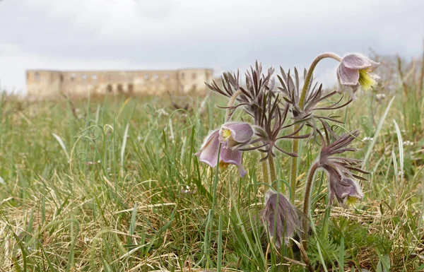 Borgholm Sweden Apr 2018 Ruin Borgholm Castle Pasque Flower Foreground — Stock Photo, Image