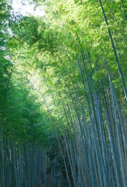 Arashiyama 'daki Japon bambu ormanı Kyoto yakınlarında.