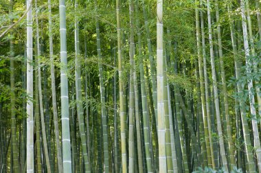 Arashiyama 'daki Japon bambu ormanı Kyoto yakınlarında.