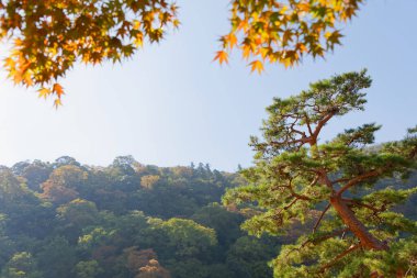 Sarı akçaağaç yaprakları, bir çam ağacı, akçaağaçlı uzak akçaağaç ormanı.